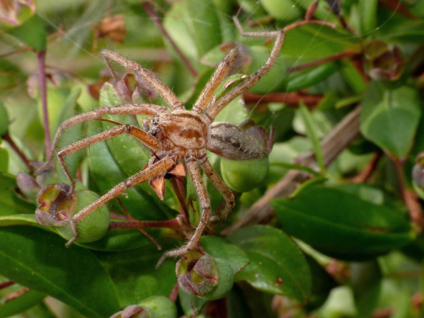 Coppia Agelena labyrinthica + Argyrodes - S. Teresa G. (OT)